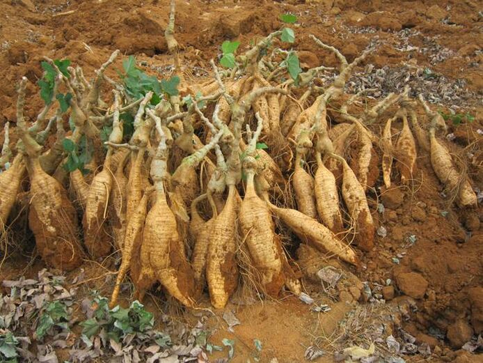 cassava roots
